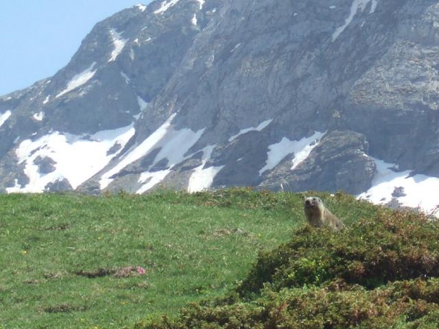 marmotte